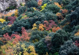 EL COLOR OTOÑAL DE LA FONT ROJA