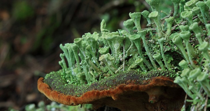 El ‘bosque’ de líquenes