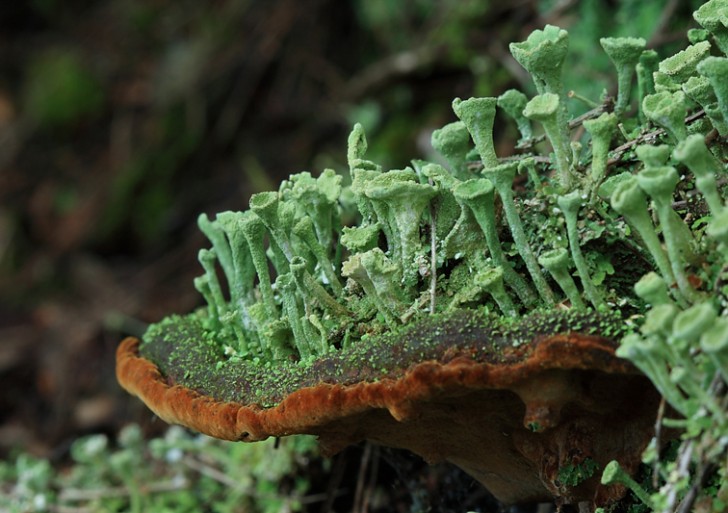 El ‘bosque’ de líquenes