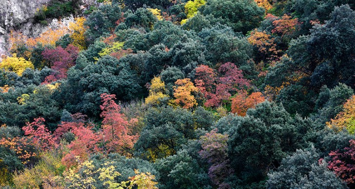 EL COLOR OTOÑAL DE LA FONT ROJA