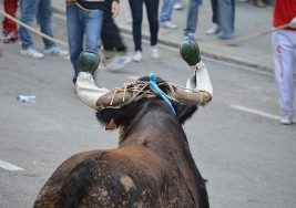 EL ‘BOU DE LA PURÍSSIMA’